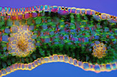 Lily (Lilium sp.) leaf, light micrograph