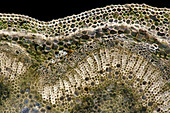 Peony (Paeonia sp.) stalk, light micrograph
