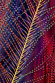 Great tit feather, light micrograph