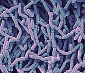 Lactobacillus rhamnosus bacteria, SEM