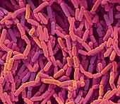 Lactobacillus rhamnosus bacteria, SEM