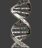 Money DNA strand, illustration