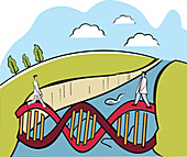 Two scientists crossing a DNA bridge, illustration