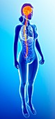 Female brain and spinal cord, illustration