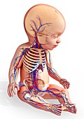 Baby's circulatory system, illustration