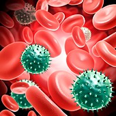 Rotaviruses in the bloodstream, illustration
