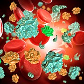 Bourbon viruses in the bloodstream, illustration