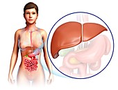 Female liver anatomy, illustration