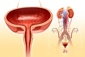 Male bladder anatomy, illustration