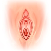 Female genitals, illustration