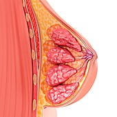 Female breast anatomy , illustration