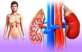 Female kidney anatomy, illustration