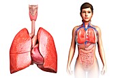 Female heart and lungs, illustration