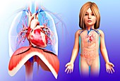 Child's heart and diaphragm, illustration