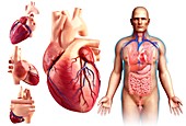 Male heart anatomy, illustration