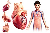 Child's heart anatomy, illustration