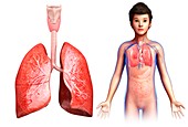 Child's lung anatomy, illustration