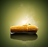 Corn on the cob, studio shot
