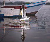 Gull catching fish on water surface