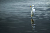 Great egret (Ardea Alba) standing in water