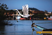 Great egret taking flight