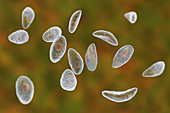 Toxoplasma gondii parasites, illustration