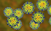 Measles virus, illustration