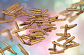 Mycobacterium avium bacterium, illustration