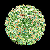 Sindbis virus, illustration