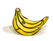 Bunch of bananas, illustration