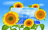 Sunflowers and solar panel, illustration