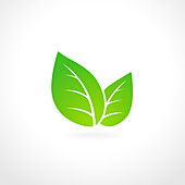 Green leaf, illustration
