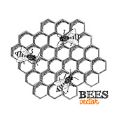 Honey bees and honeycomb, illustration