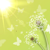 Dandelion seedheads, illustration