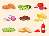 Hamburger ingredients, illustration