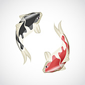 Koi carp fish, illustration