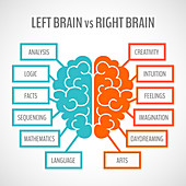 Left and right brain, illustration