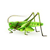 Grasshopper, illustration