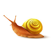 Snail, illustration