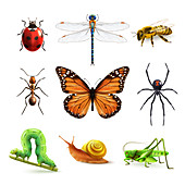 Insects, illustration