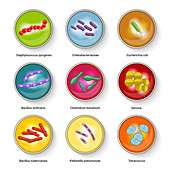 Microbes, illustration
