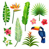 Tropical plants and toucan, illustration