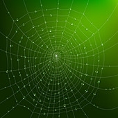 Spider web, illustration