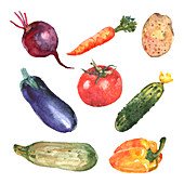 Vegetables, illustration