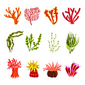 Coral icons, illustration