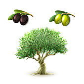 Olive tree and olives, illustration