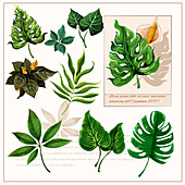 Leaves, illustration