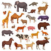 African animals, illustration