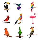 Tropical birds, illustration