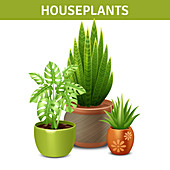 Houseplants, illustration